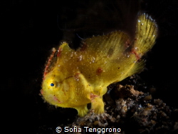 Juvenile frogfish by Sofia Tenggrono 